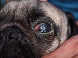 Pugs Eyes