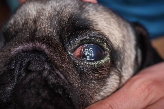 Pugs Eyes